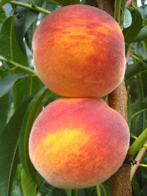 PF 25 Flamin Fury - Peach Varieties